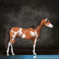 Horse Color:Bay Sabino
