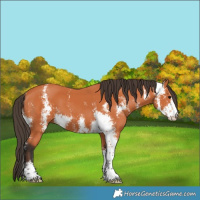 Horse Color:Bay Sabino 