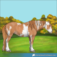 Horse Color:Chestnut Sabino 