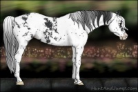 Horse Color:Black Sabino 