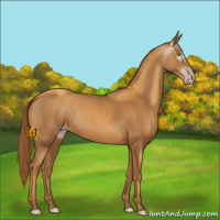 Horse Color:Gray Gold Champagne 