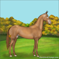 Horse Color:Gray Gold Champagne