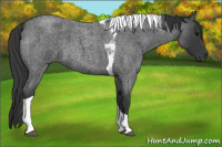 Horse Color:Blue Roan Tobiano 