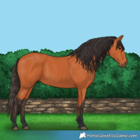 Horse Color:Bay Rabicano 