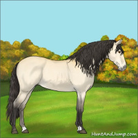 Horse Color:Buckskin Dun