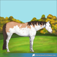 Horse Color:Bay Dun Sabino 