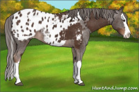 Horse Color:Liver Chestnut Sabino Splash Appaloosa  and Liver Chestnut Sabino Splash Appaloosa 