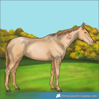 Horse Color:Chestnut Pearl