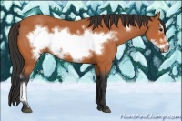 Horse Color:Bay Frame 