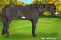 Horse Color:Smoky Black Frame 