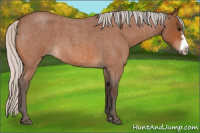 Horse Color:Silver Bay Roan Frame 