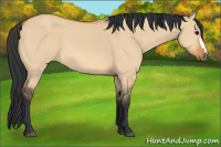 Horse Color:Bay Dun 