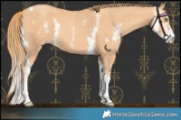 Horse Color:Gold Champagne Sabino