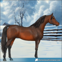Horse Color:Brown 