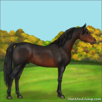 Horse Color:Gray Brown Rabicano 