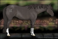 Horse Color:Smoky Blue Roan 