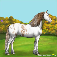 Horse Color:Chestnut Sabino 