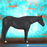 Horse Color:Black 