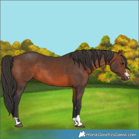 Horse Color:Brown 