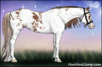 Horse Color:Chestnut Sabino