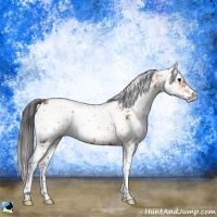 Horse Color:Bay Sabino