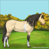 Horse Color:Buckskin Roan Tobiano 