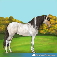 Horse Color:Buckskin Roan Tobiano 