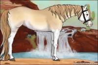 Horse Color:Red Dun Onyx Splash 