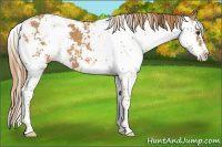 Horse Color:Chestnut Sabino