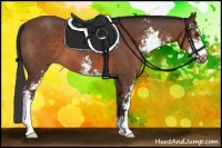 Horse Color:Bay Sabino