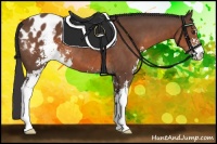 Horse Color:Bay Sabino Appaloosa 