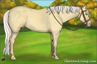 Horse Color:Silver Amber Cream Champagne Dun 