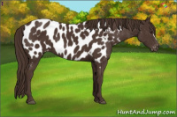 Horse Color:Liver Chestnut Near Leopard 