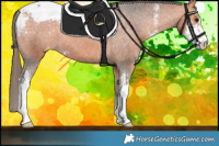 Horse Color:Bay Sabino Appaloosa