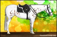 Horse Color:Bay Splash Tobiano Appaloosa 