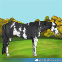 Horse Color:Black Sabino 