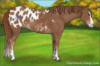 Horse Color:Chestnut Splash Appaloosa 