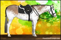 Horse Color:White Spotted Bay Dun 