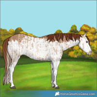 Horse Color:Red Dun Splash  and Red Dun Splash 