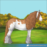 Horse Color:Chestnut Sabino 