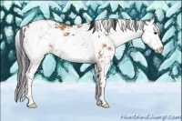 Horse Color:Bay Dun Sabino 