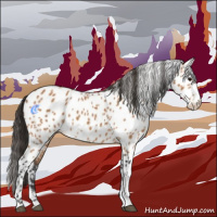 Horse Color:Bay Appaloosa 