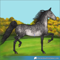 Horse Color:Platinum Buckskin 