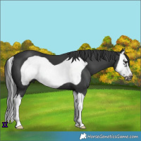 Horse Color:White Spotted Black Splash Frame 