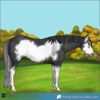 Horse Color:White Spotted Black Splash Frame 