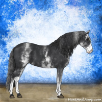 Horse Color:White Spotted Black 