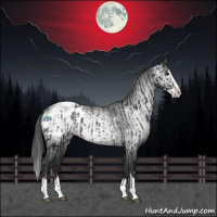 Horse Color:Brown Sabino Splash Appaloosa  and Gray Brown Sabino Splash Appaloosa 