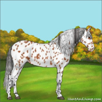 Horse Color:Bay Appaloosa 