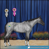 Horse Color:Smoky Blue Roan Tobiano
