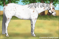 Horse Color:Bay Sabino 